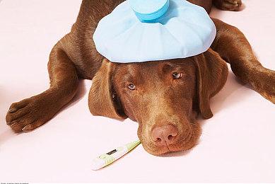 《艾尔登法环》角色创建器隐藏了面部变形 很猎奇